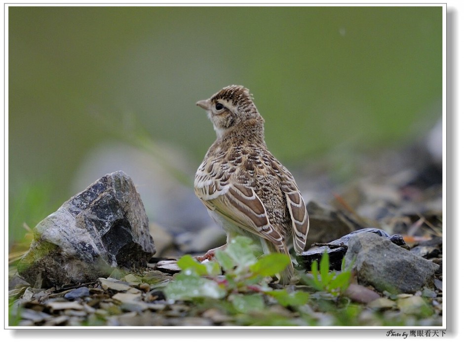 Pictures of petite and cute Xinjiang lark