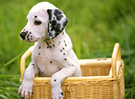 Dalmatian puppy cute photos in the grass