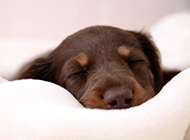 Picture of Doberman puppy sleeping