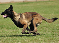 Picture of black Belgian Malinois running fast