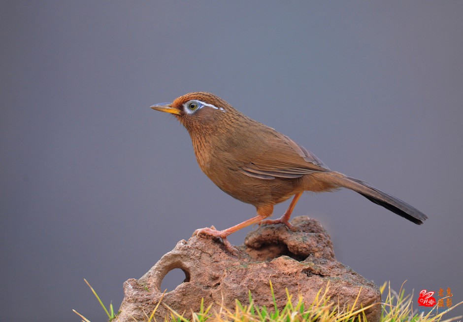 The latest Guizhou thrush picture wallpaper