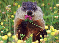 Picture of pet groundhog eating flowers