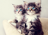 Blue eyed norwegian forest cat cub picture wallpaper