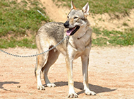 Czech wolfdog handsome looking back pictures