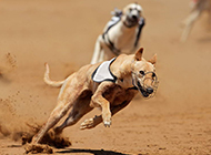 Pictures of handsome greyhound running on the battlefield