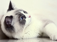 Pictures of naughty and active black-faced ragdoll cats