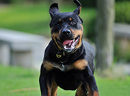 German Rottweiler ferocious attack pictures