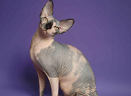 Sphynx cat pictures look cute and cute