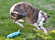 Whippet puppy playing in grass picture