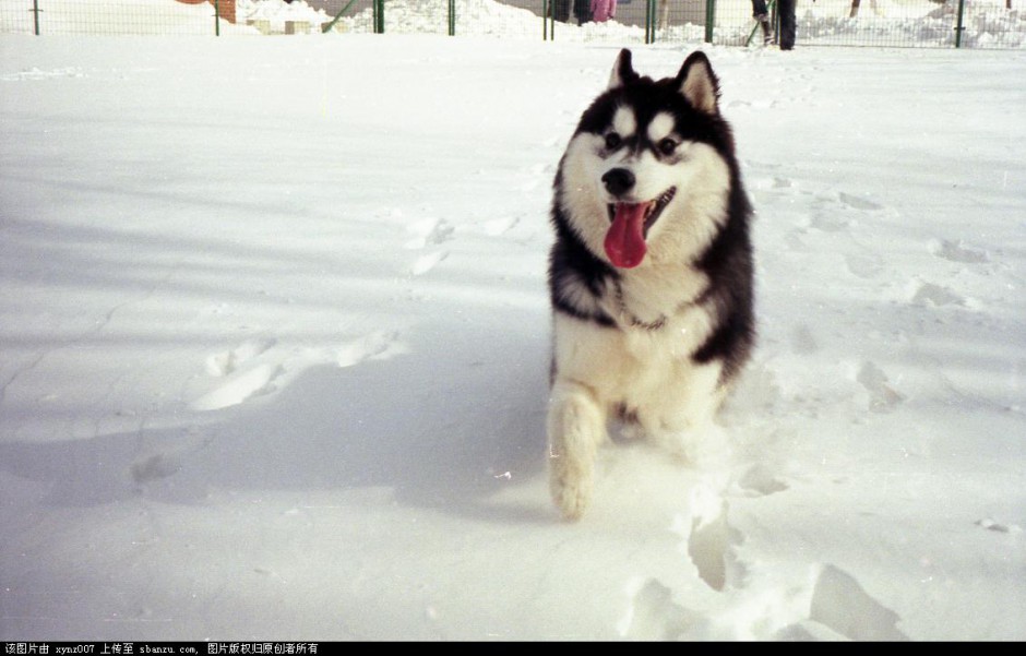Pictures of Northeastern sled dogs with cute expressions