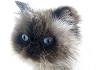 Himalayan cat pictures with cute and funny expressions