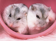 Cute hamster aesthetic wallpaper picture