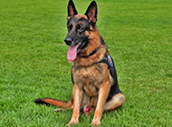 Pictures of handsome German Shepherd police dogs