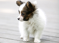 Three month old Papillon puppy pictures wallpaper