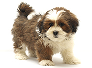 Pictures of obedient and well-behaved Lhasa Apso puppies