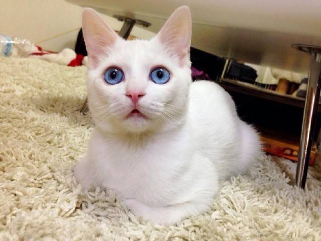 The most beautiful and cute pictures of white cats with blue eyes