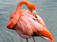 HD pictures of flamingos with bright feathers