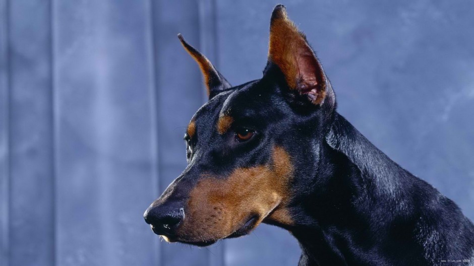 Close-up picture of the head of the most vicious Doberman Pinscher