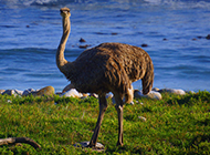 Pictures of American ostrich with plump wings
