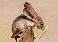 Long-eared jerboa pictures look small