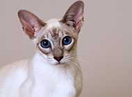 Pictures of famous pet cats Siamese cats with long faces