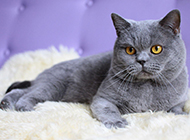 Cute and innocent pictures of British shorthair cats