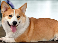 Appreciation of funny and cute pictures of corgi dogs