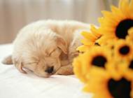 Cute pictures of golden retriever puppies sleeping