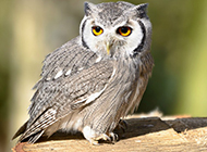 Cute wild owl animal pictures wallpaper collection