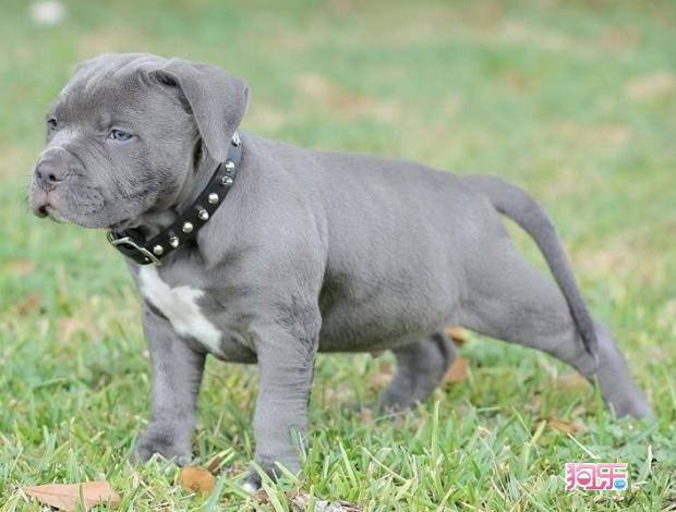 Three month old gray pitbull picture