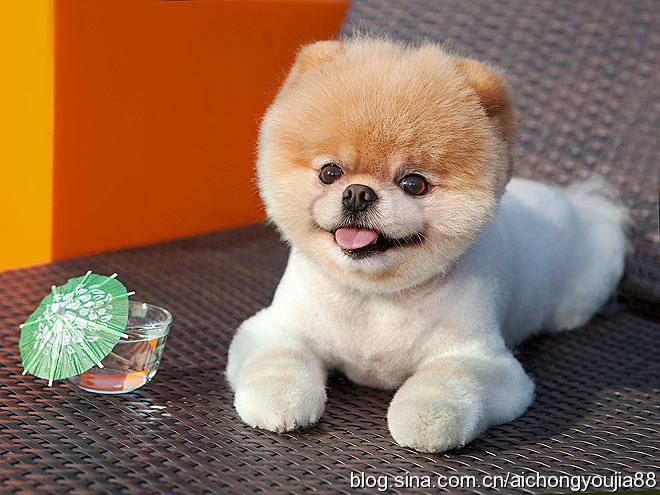 Appreciation of pictures of Japan's Shunsuke dog being cute