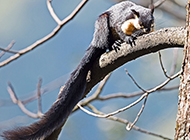 Pictures of lively and naughty Indian giant squirrels