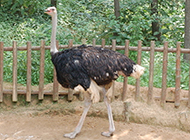 Pictures of strong African ostriches