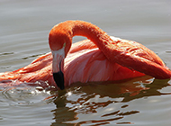 Flamingo photography in the pond