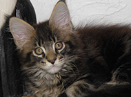 Pictures of clever and well-behaved American Maine Coon cats
