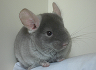 Cute pictures of gray chinchilla meat