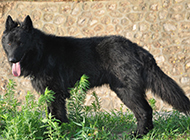Pictures of long-haired Belgian Shepherd dogs with fierce and domineering eyes