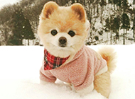 Shunsuke dog pictures on the snow