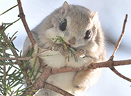 Picture of pet flying squirrel on the branch