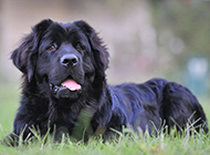 Cute and Quiet Newfoundland Dog Pictures