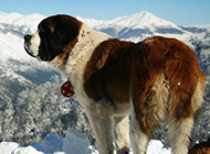 Pictures of gentle and tolerant Saint Bernard dogs