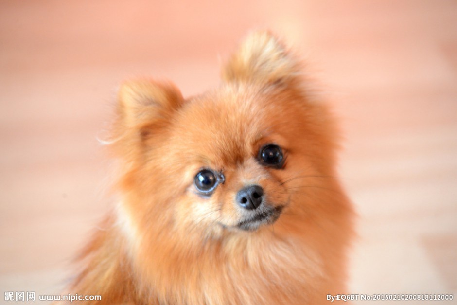 Cute pictures of docile brown Pomeranian dogs