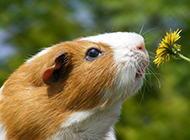 A collection of popular pictures of cute guinea pigs
