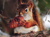 Greedy little squirrel picture wallpaper