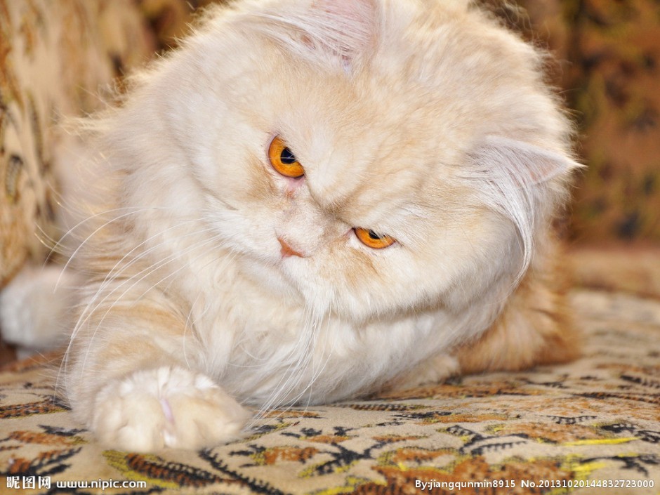 Domineering amber eyes Persian cat pictures