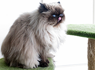 Ugly and funny Himalayan cat pictures