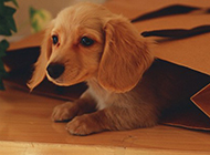 Naughty pictures of small dachshunds