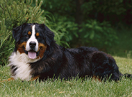 Handsome and confident pictures of Bernese Mountain Dogs