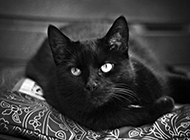 Pictures of docile and elegant Bombay cats
