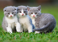Purebred British Shorthair cat pictures look charming and cute